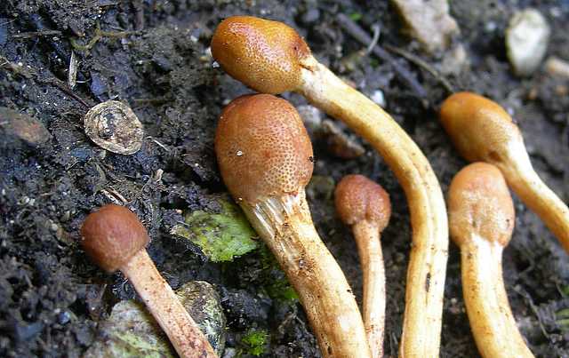 Funghi cittadini